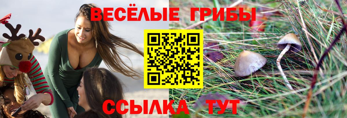 Псилоцибиновые грибы Psilocybe Скопин